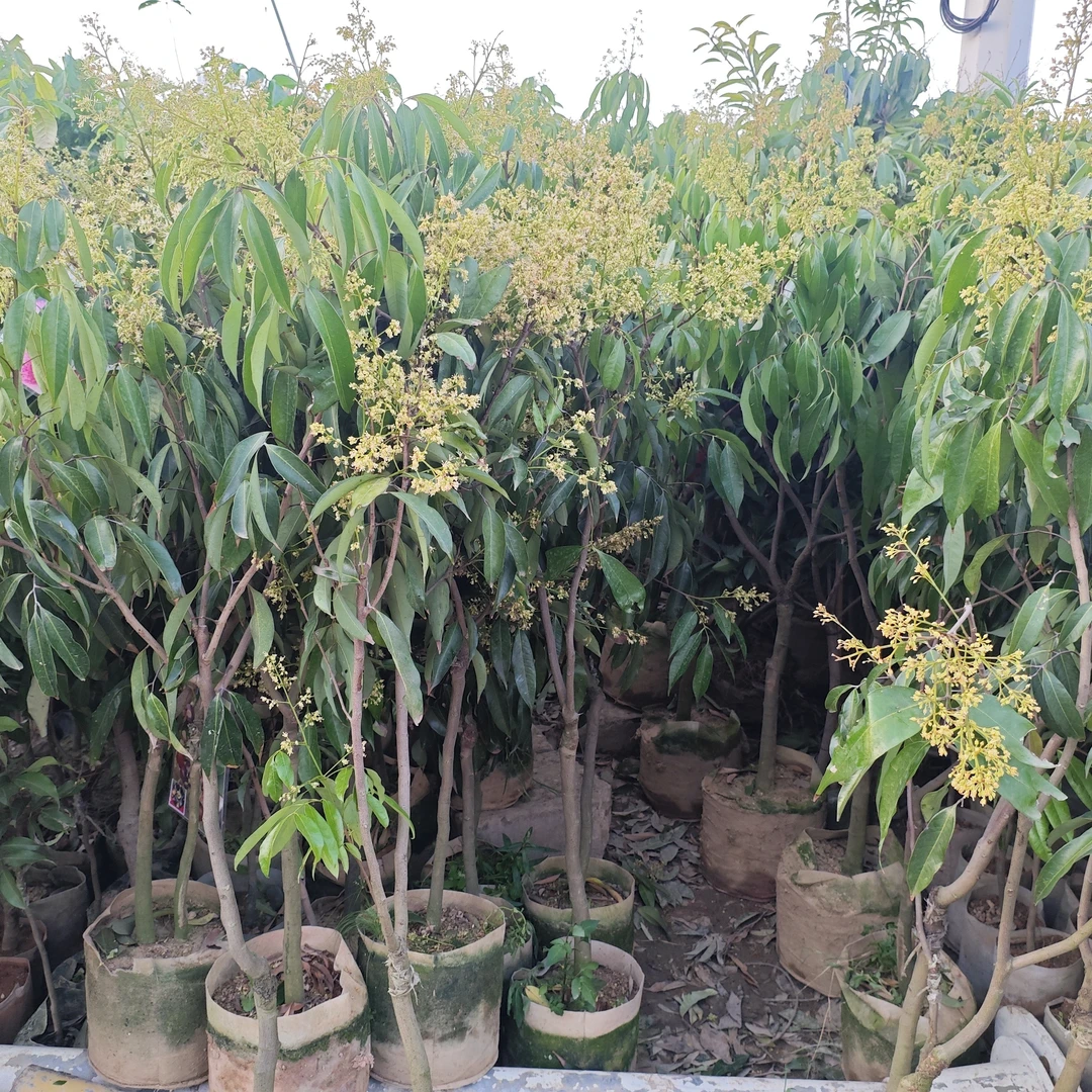 正宗广西灵山苗木［原杯原土培育半年以上］