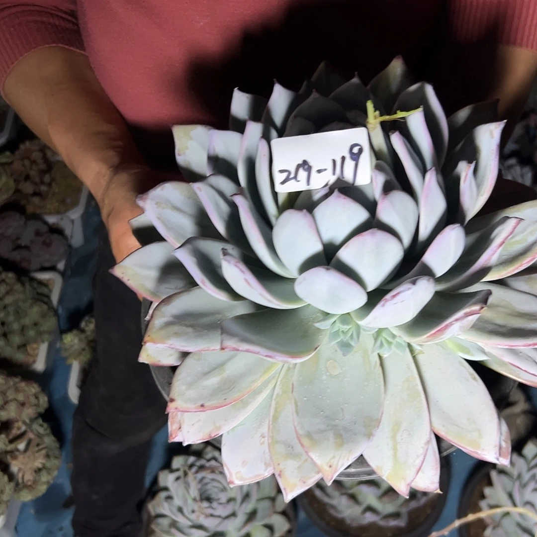 玫*?219-119黑卡捧花多肉寄养