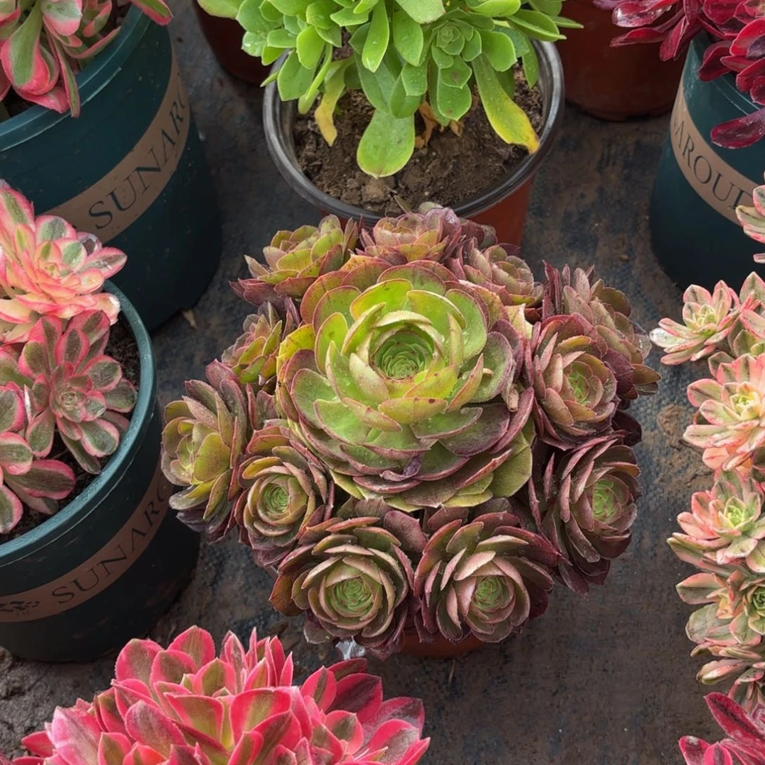 万圣节9.9多肉植物