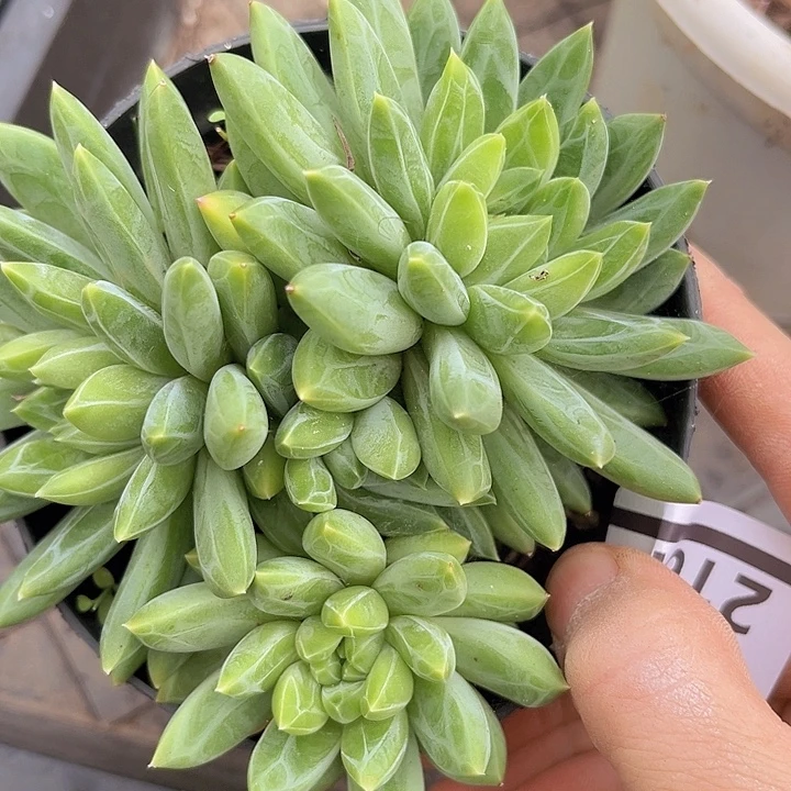 青花瓷2161多肉植物