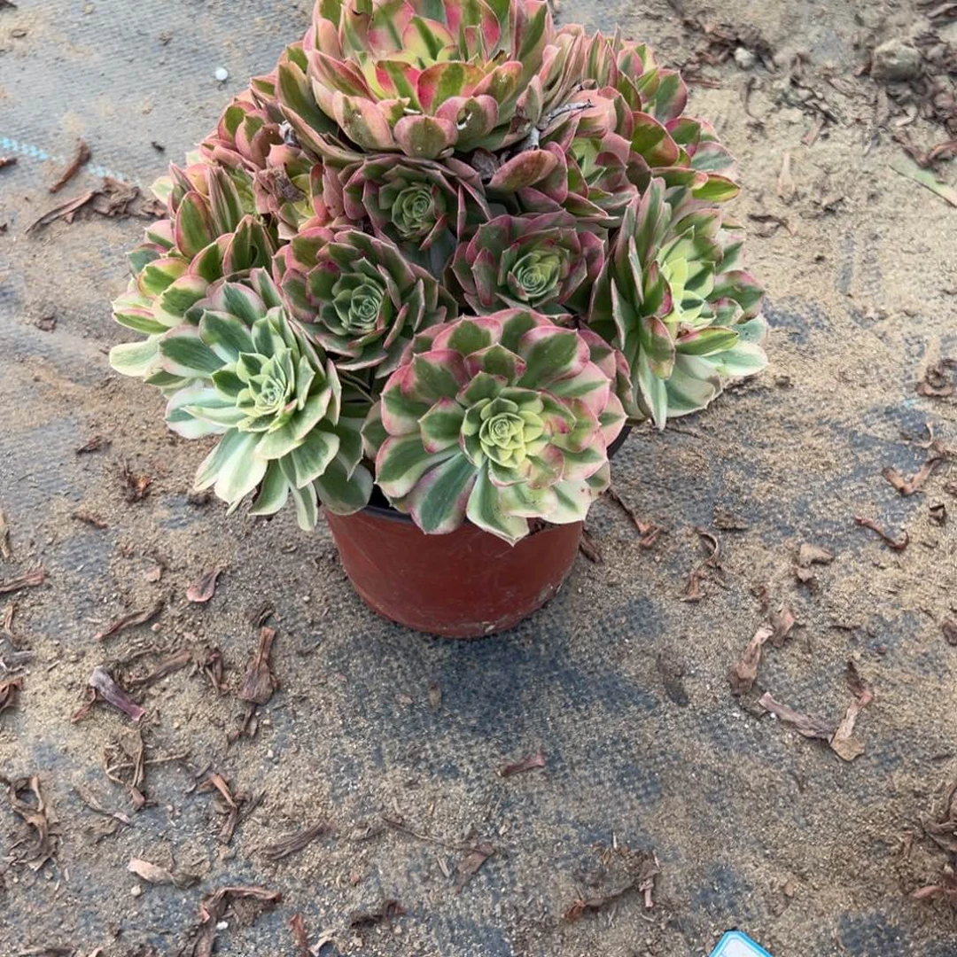943海王多肉植物法师多肉