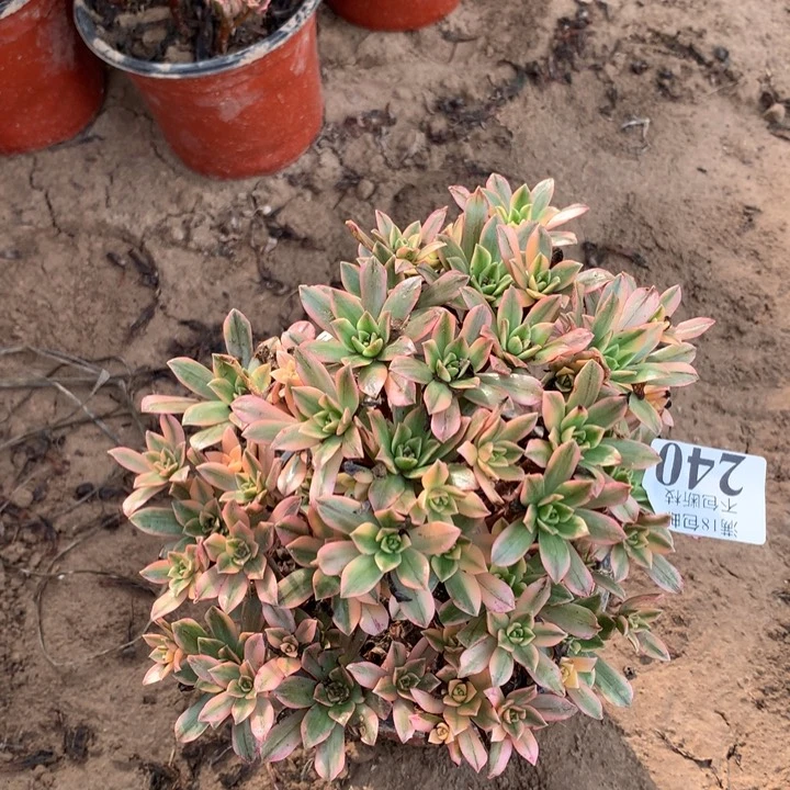 240甜茶手捧2号棚