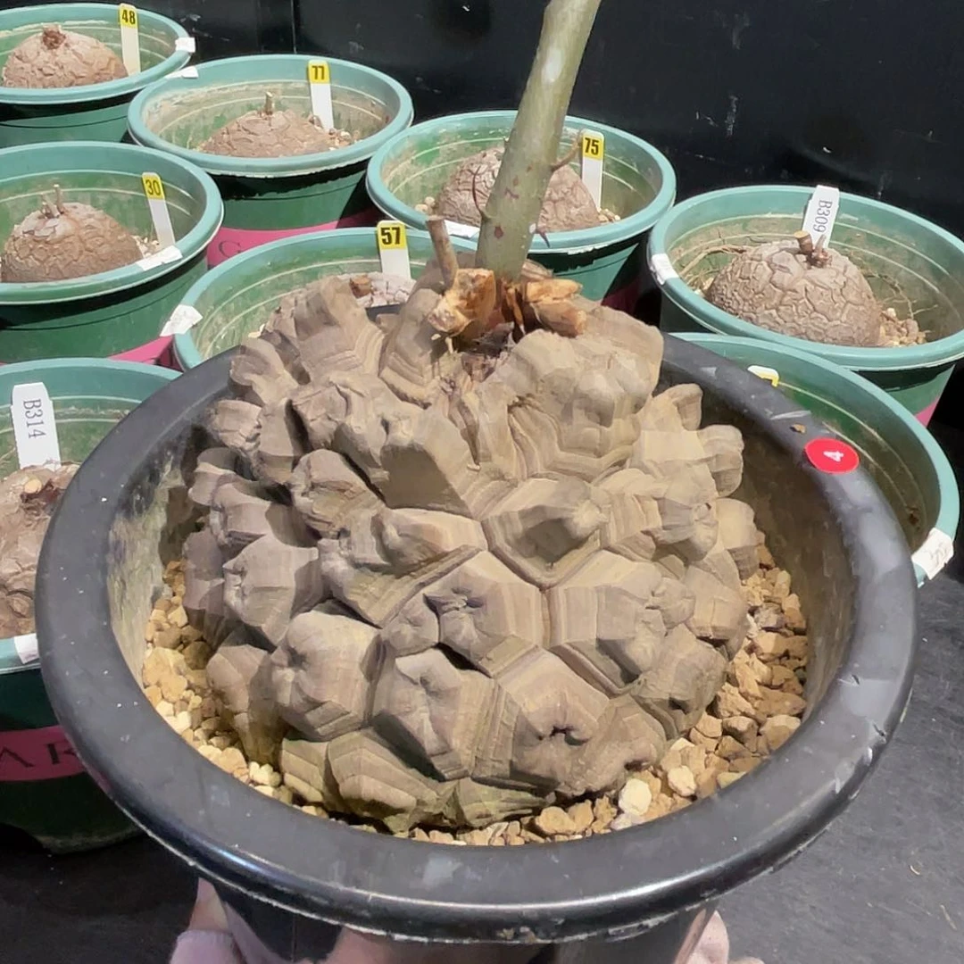 4号龟甲龙龟甲龙