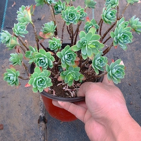 871薄化妆多肉植物