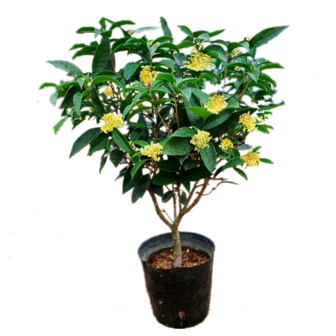 精品四季桂花一物一拍 基地直发规格可选实物为准 原盆原土发货