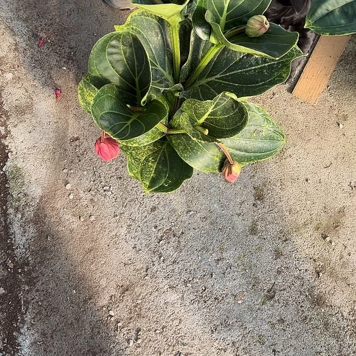 小***花少量花朵（建议范围：2朵-5朵 或40%以下）