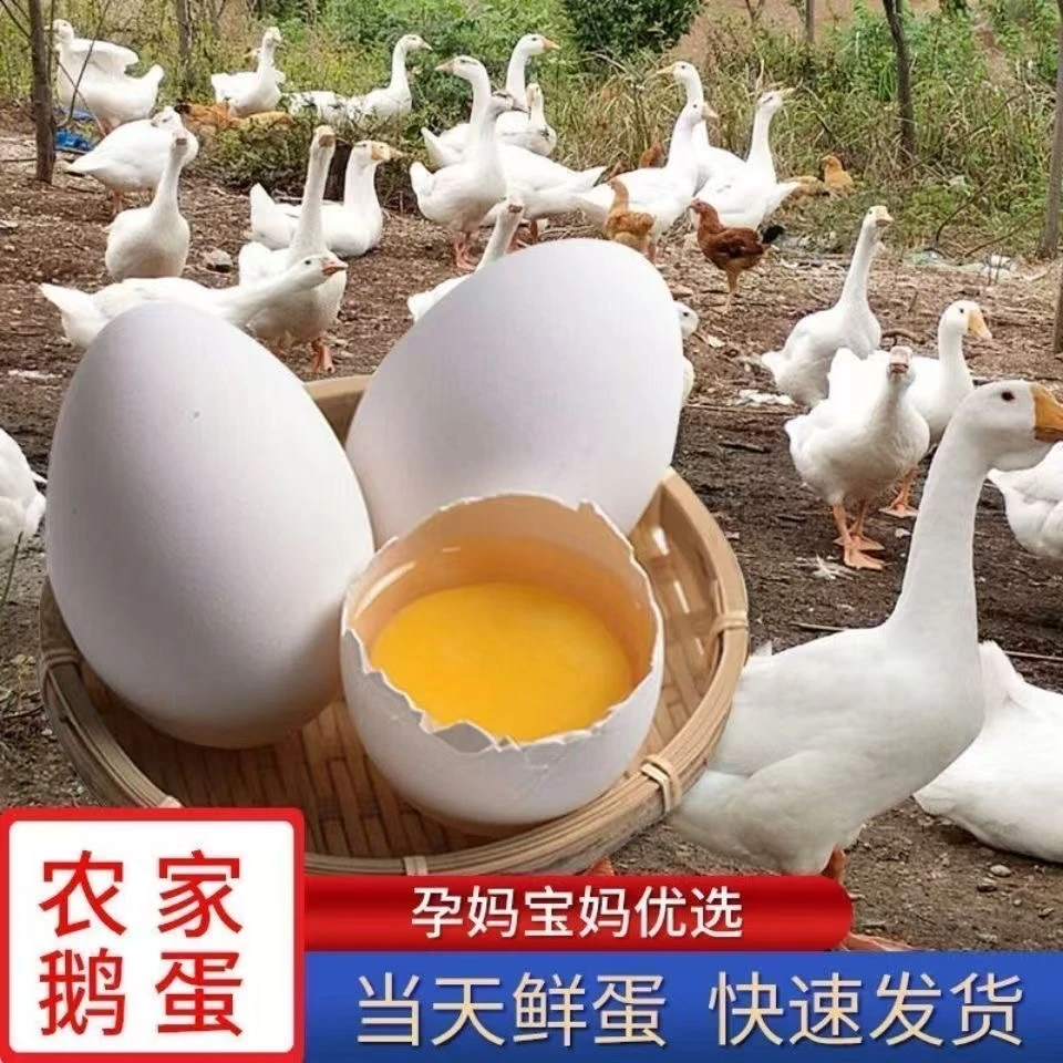 正宗农家散养新鲜土鹅蛋现捡现发80-100克左右