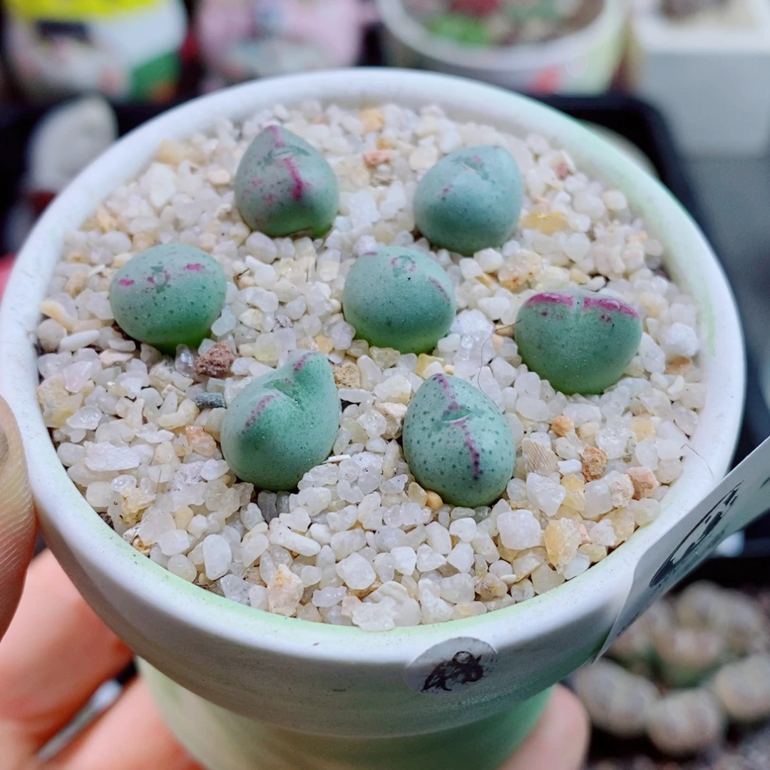 暖***O生石花花花花花花花462