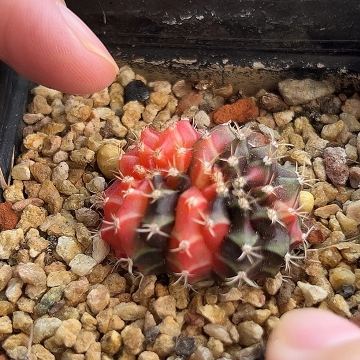 米哈缀化锦一棵2.9cm