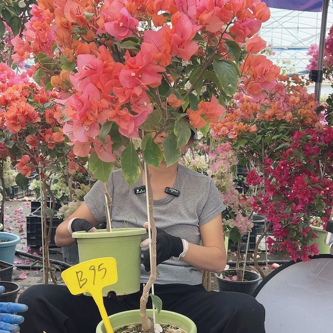 曹***哥大部分花苞少量开放B95波妹