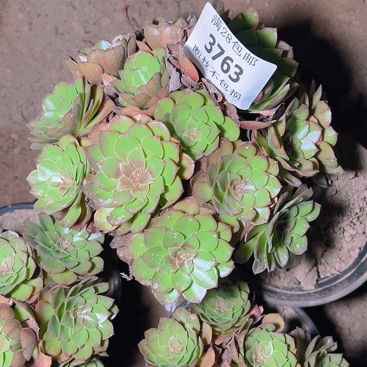 3763桃花石多肉植物
