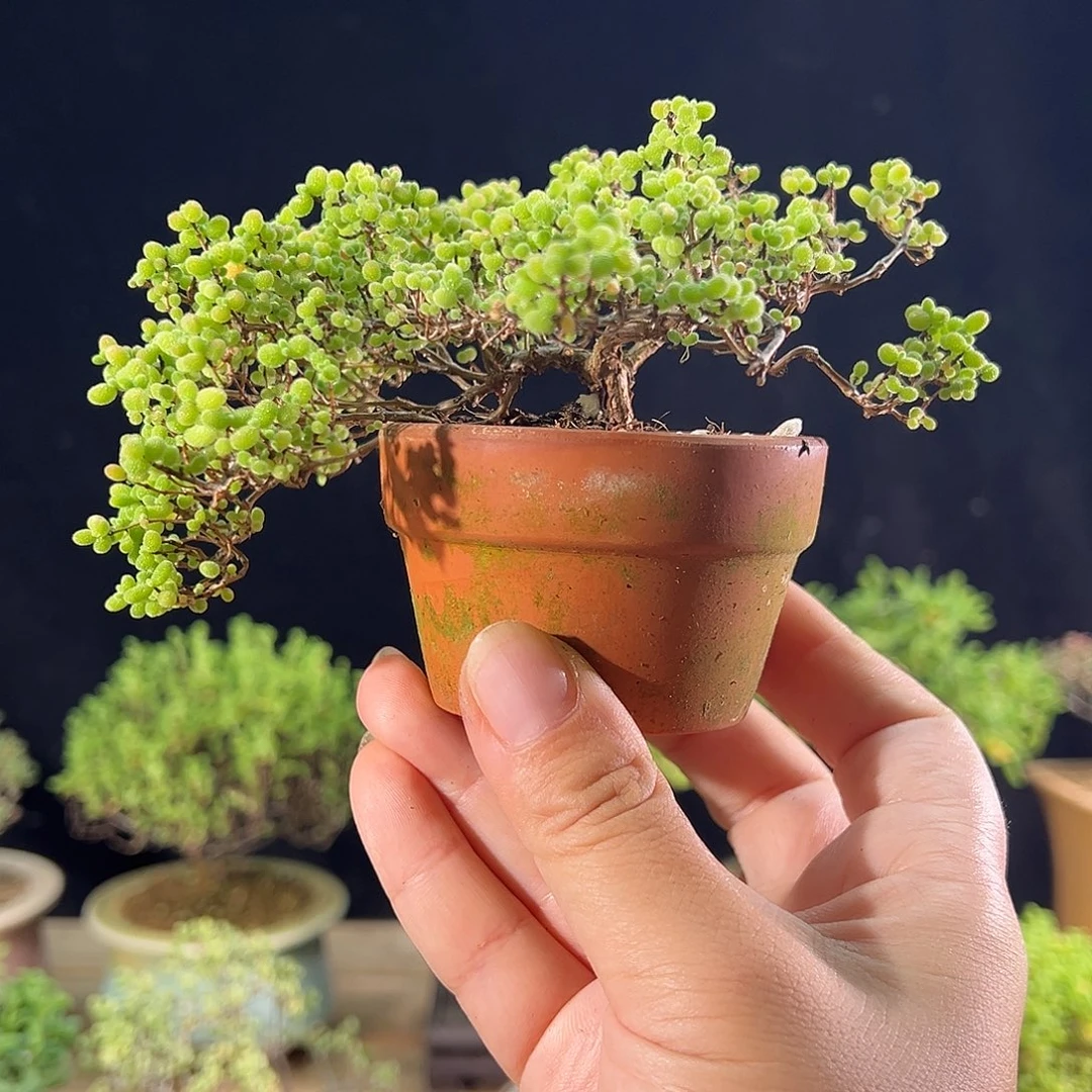 10蜜橘老桩飘枝造型