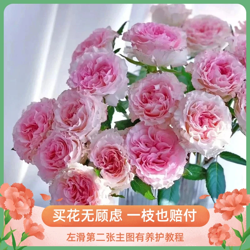 [洛神玫瑰花]云南鲜花基地直发家用客厅餐桌插花水养鲜花花束