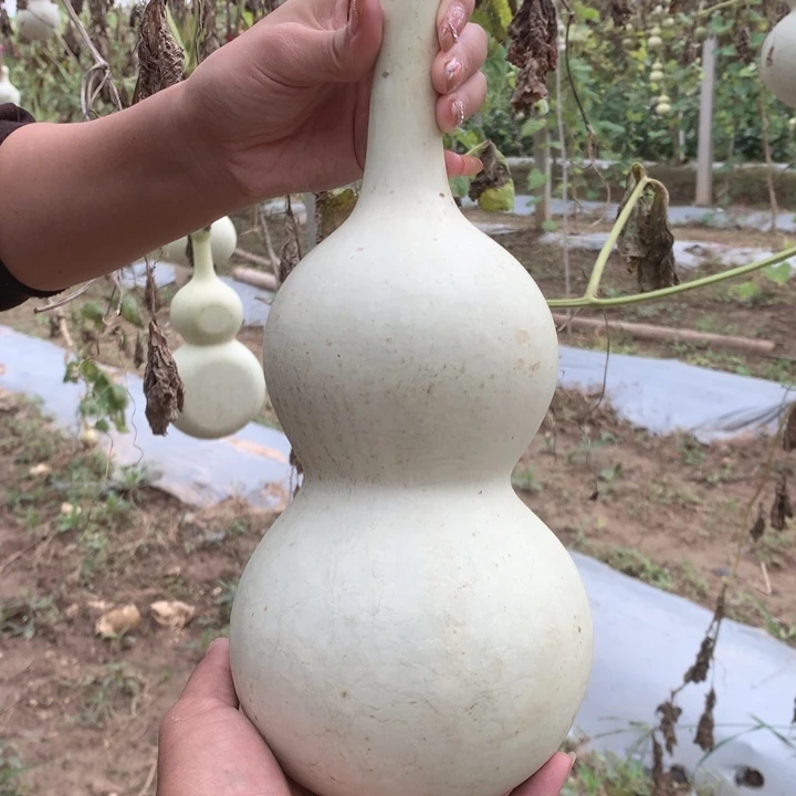 一***豆中号现货秒杀现货