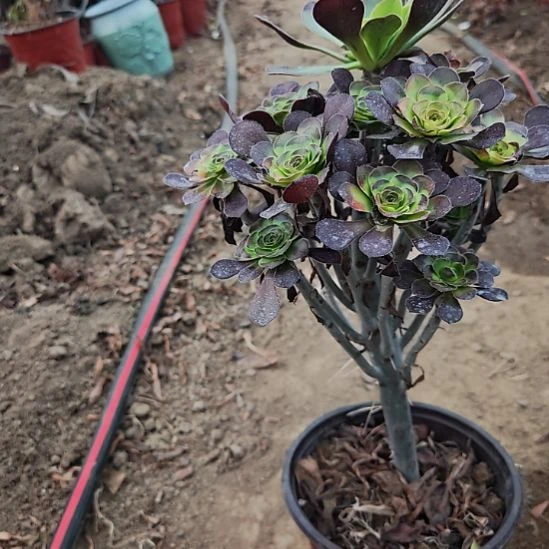 圆叶加急发货法师30