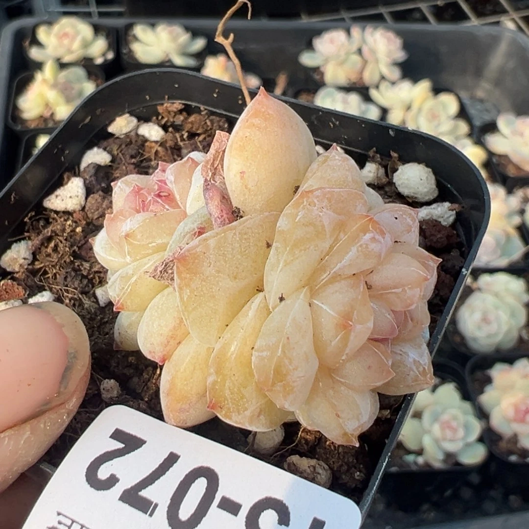 小卡拉米糖心一物一拍15-72