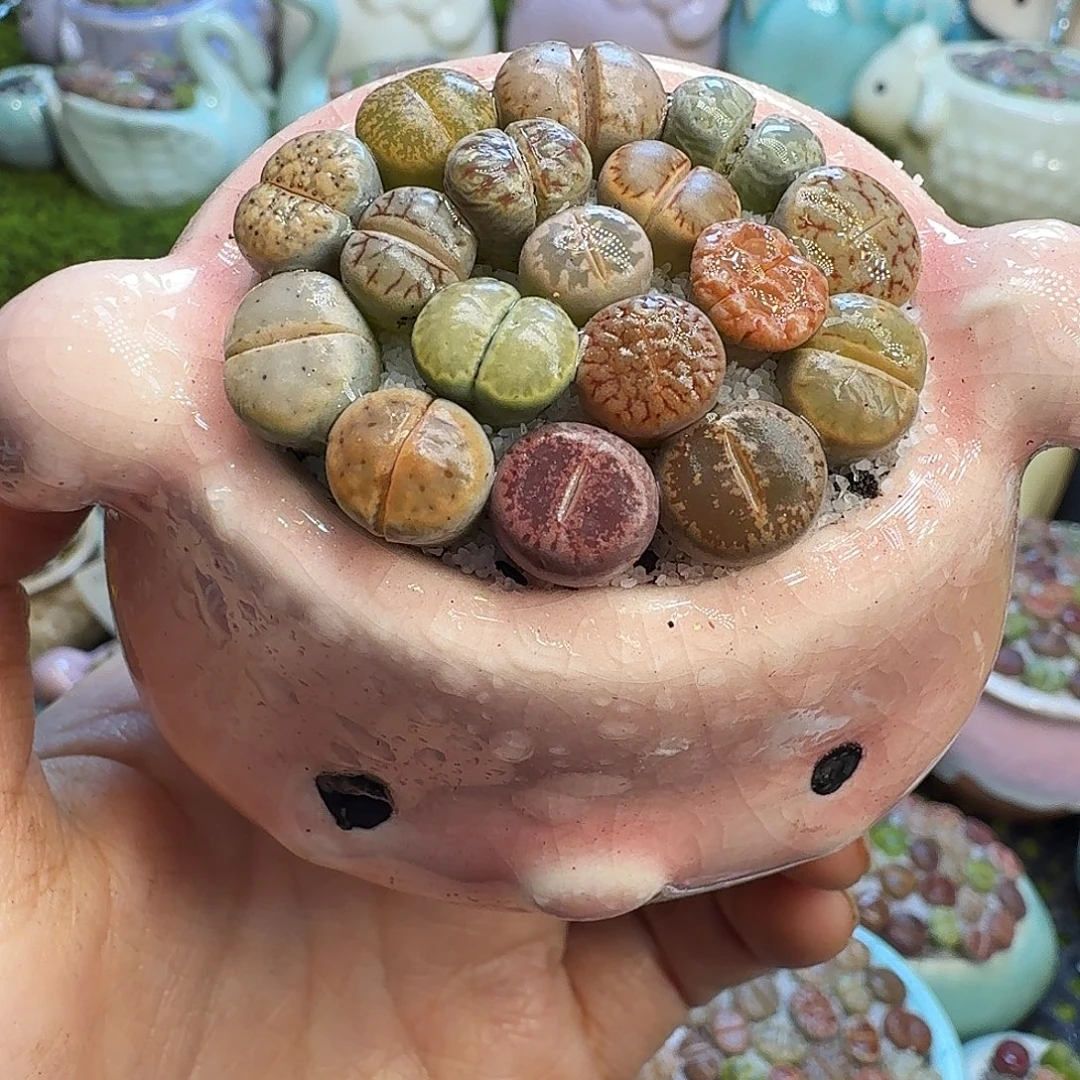 多肉植物开播福利冲856
