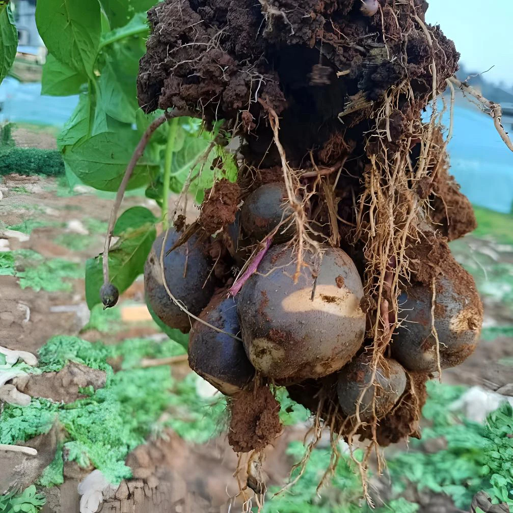 云南高山乌洋芋非转基因新鲜紫色七彩土豆香糯粉黑土豆
