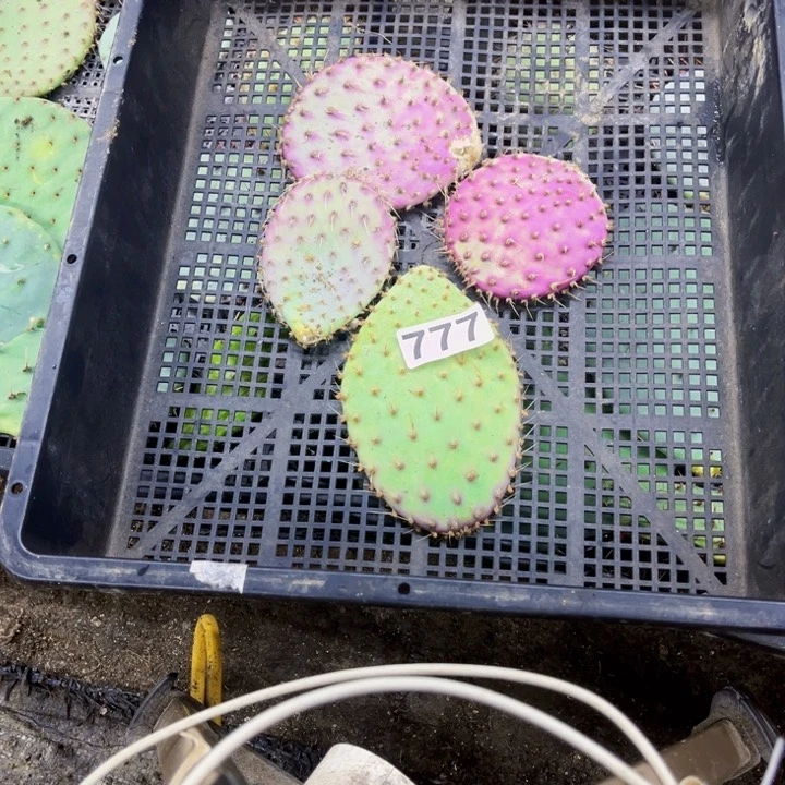 777胜利塔4片如图无根