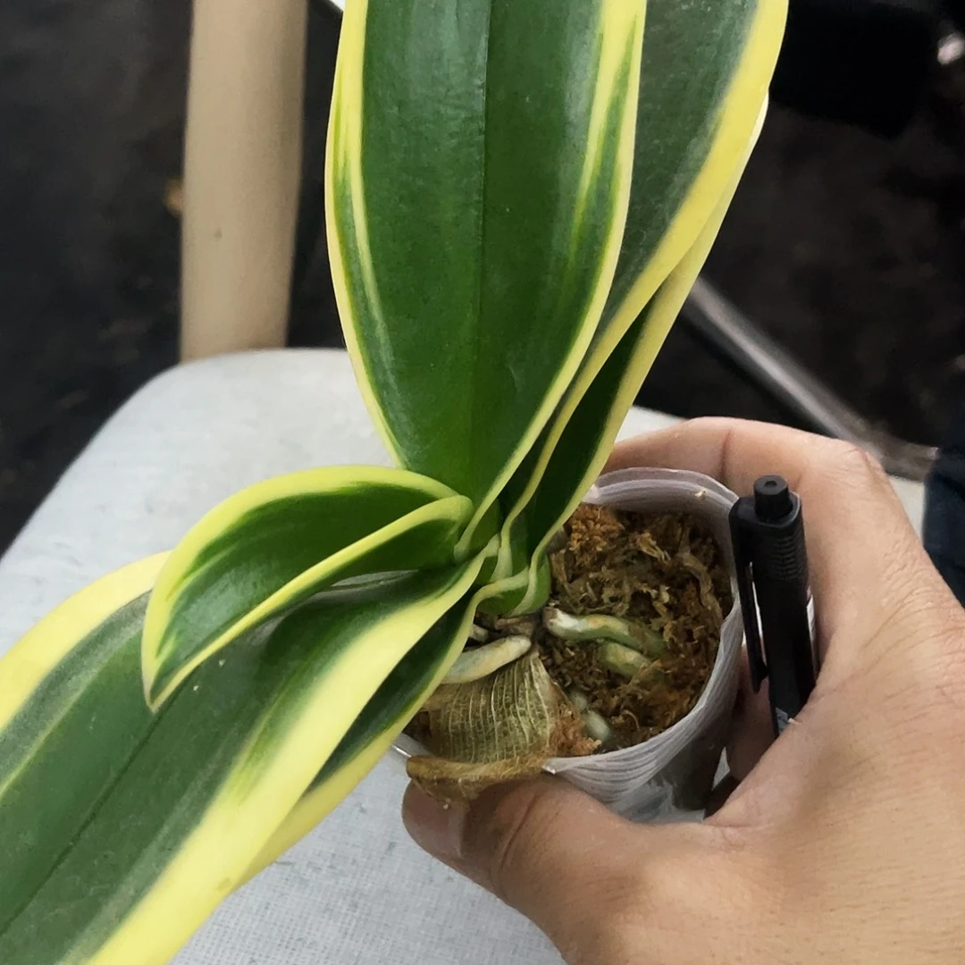 当前无花栽培后可以开花Y****?蝴蝶兰金边蔓越莓