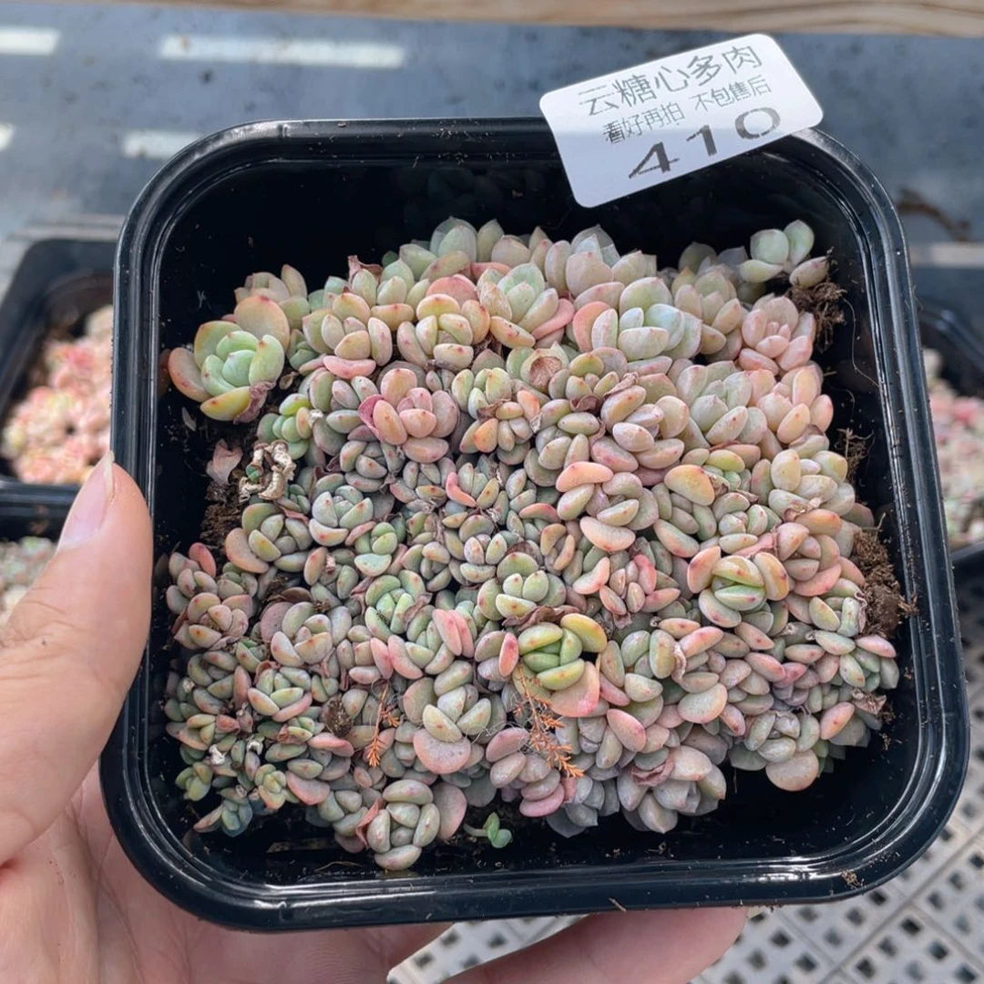 云糖心多肉植物410