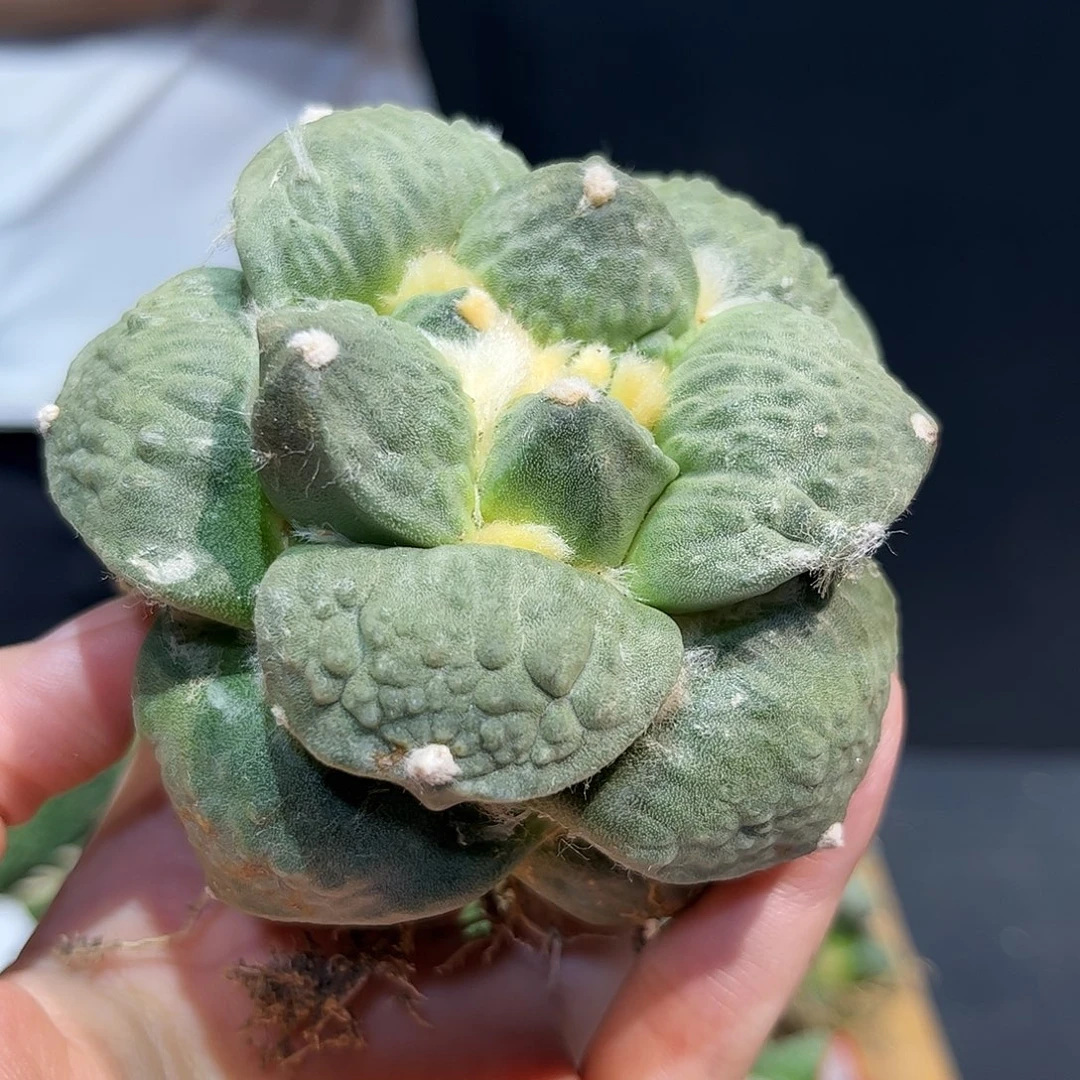 24号8.5cm丸尤胖体牛舌牡丹