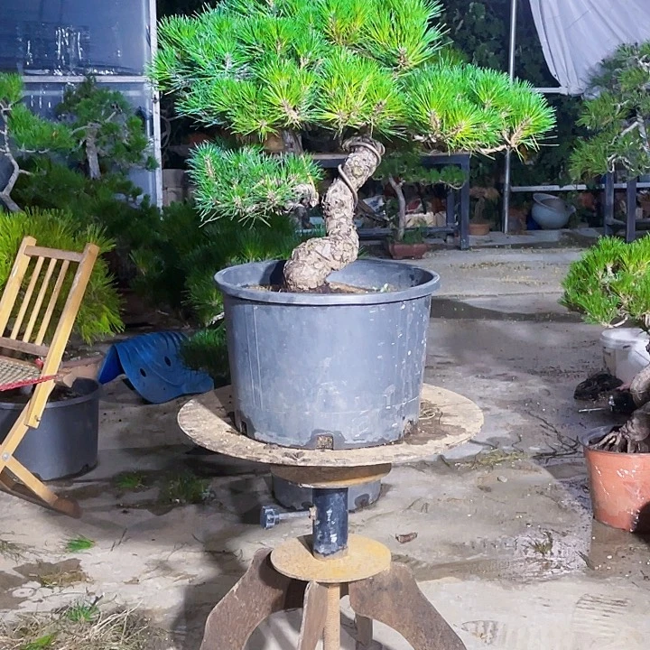 无花朵精品盆景三河黑松