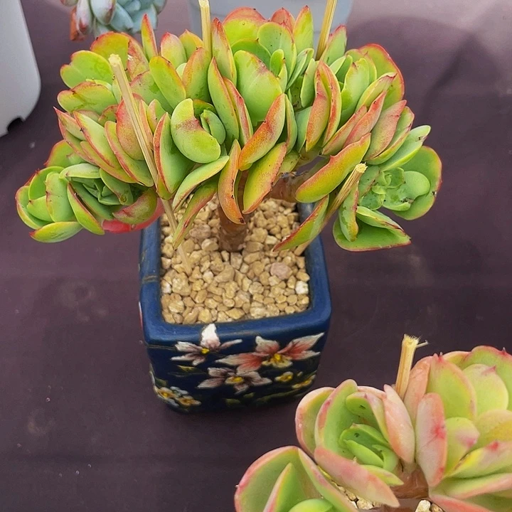 哼***哈多肉植物多肉碧桃发货