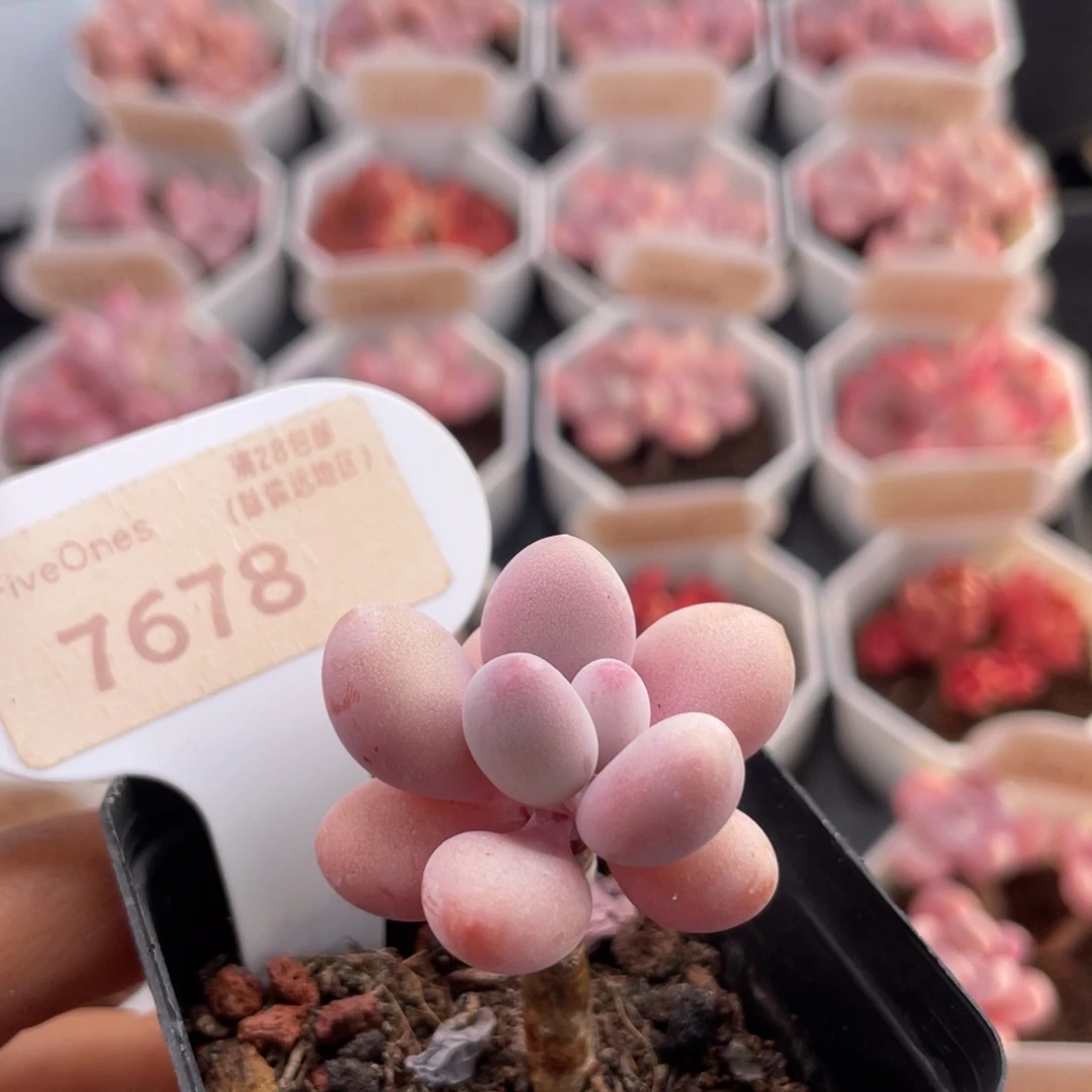 小桃蛋7678-3.5厘米