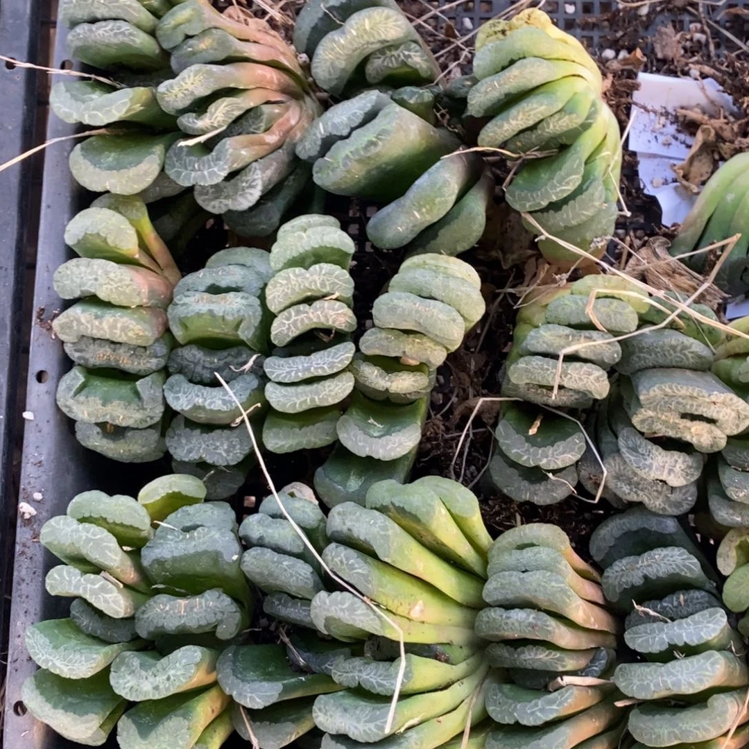 903 一颗实生大玉扇