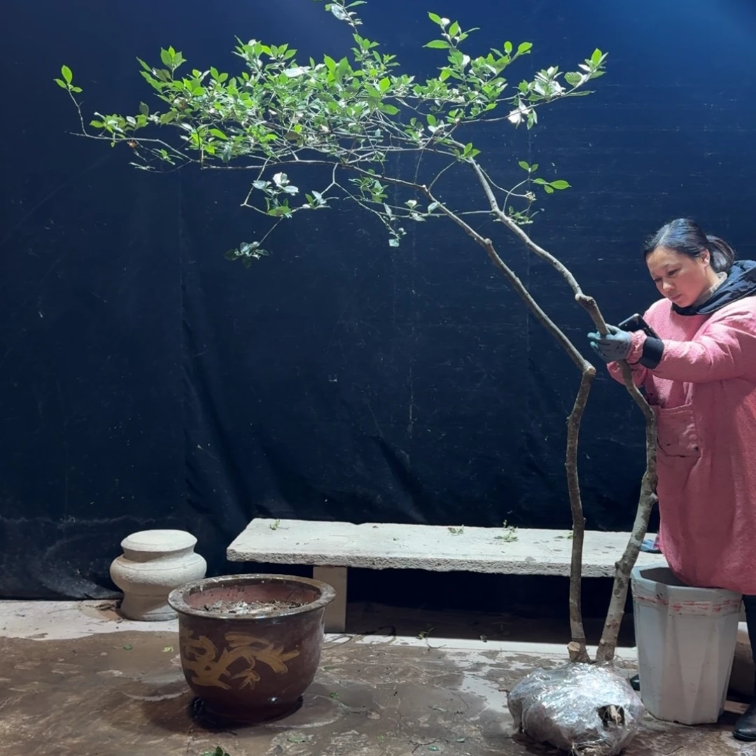 完全开放栀子花生桩一物一拍