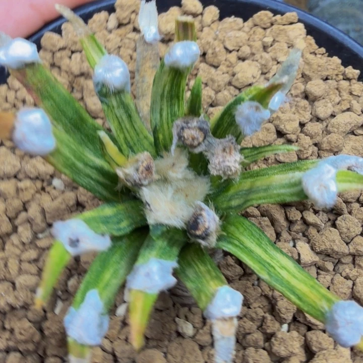 龙舌兰大宽叶拉丝白锦