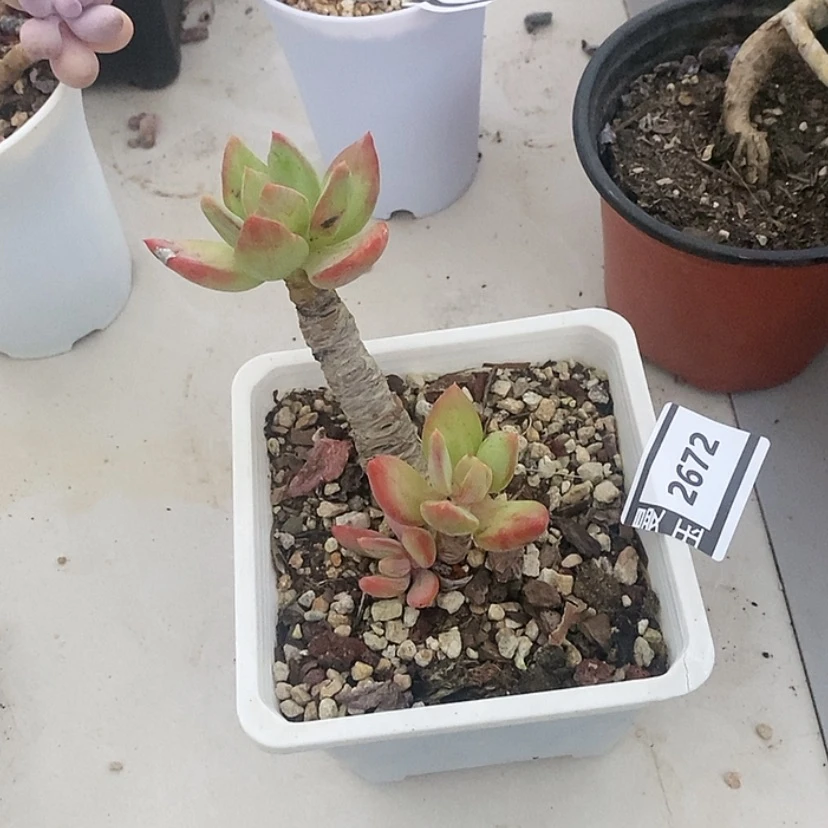 【闪购商品】芒果美人2672