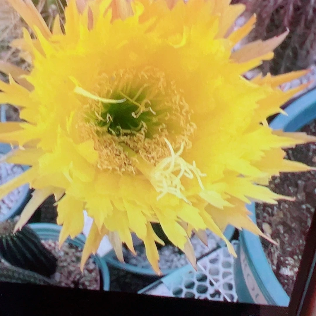 毛花柱黄锯齿 6厘米 侧芽 满20包邮