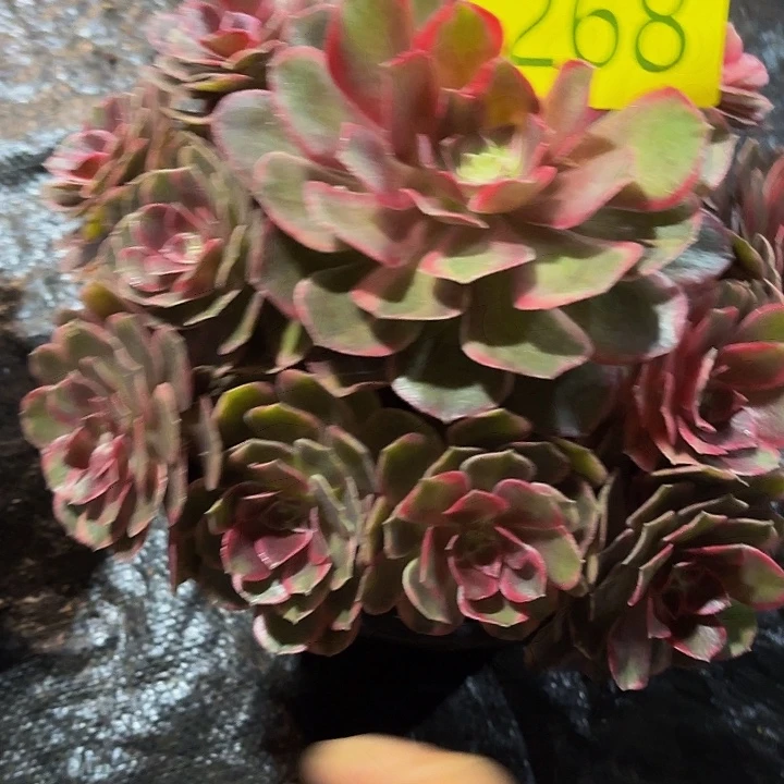 多肉植物福利268个