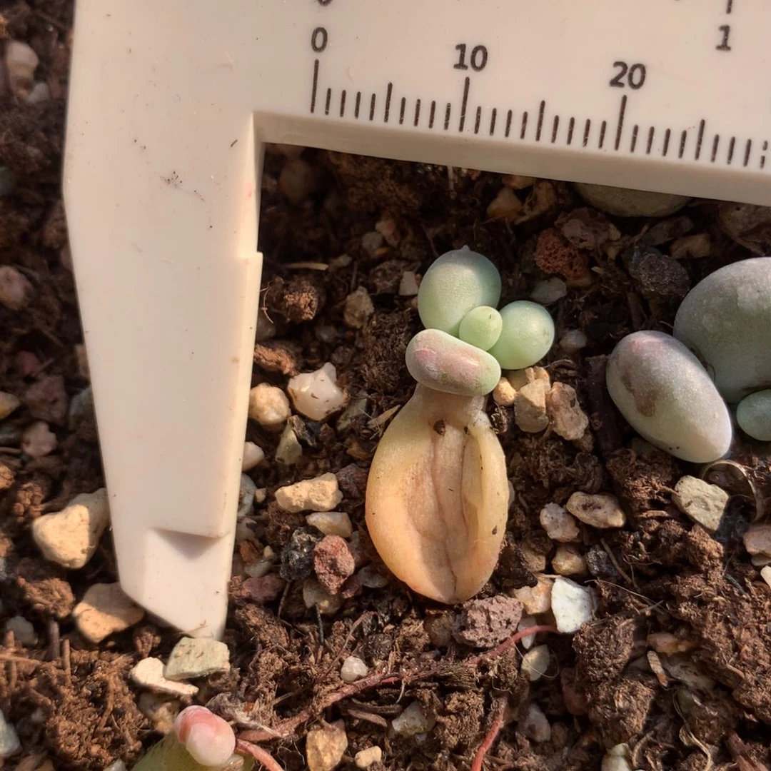 加菲猫奶酪多肉加菲猫