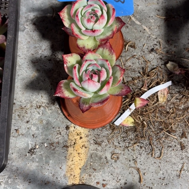 1223惊鸿红红火火