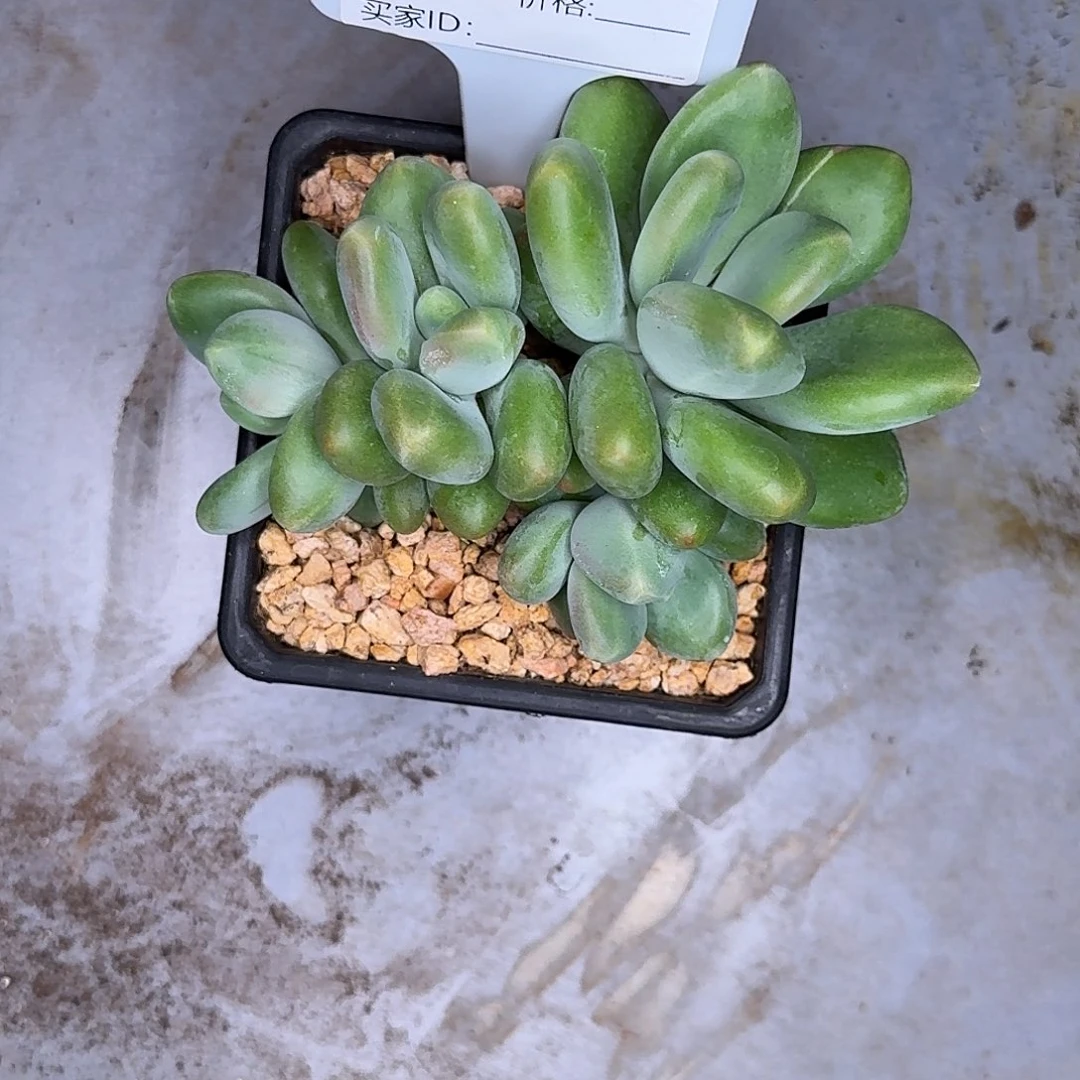 南***.860多肉植物多肉植物
