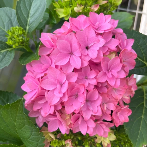 无尽星河粉色A+级虫瓣花150杯，多头花苞发货，盆栽地栽都可种植