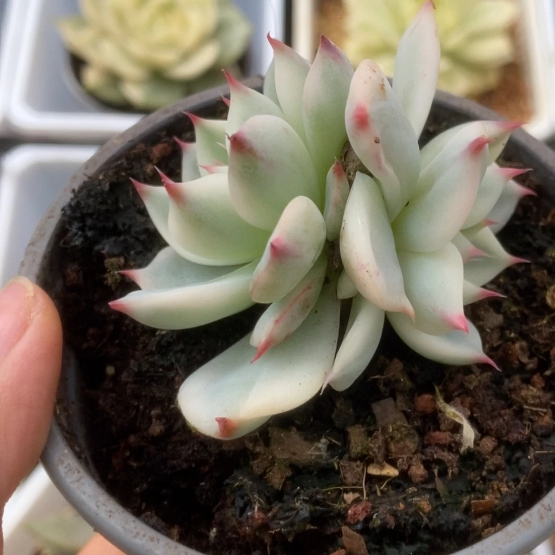 369锦锦锦锦锦锦锦锦
