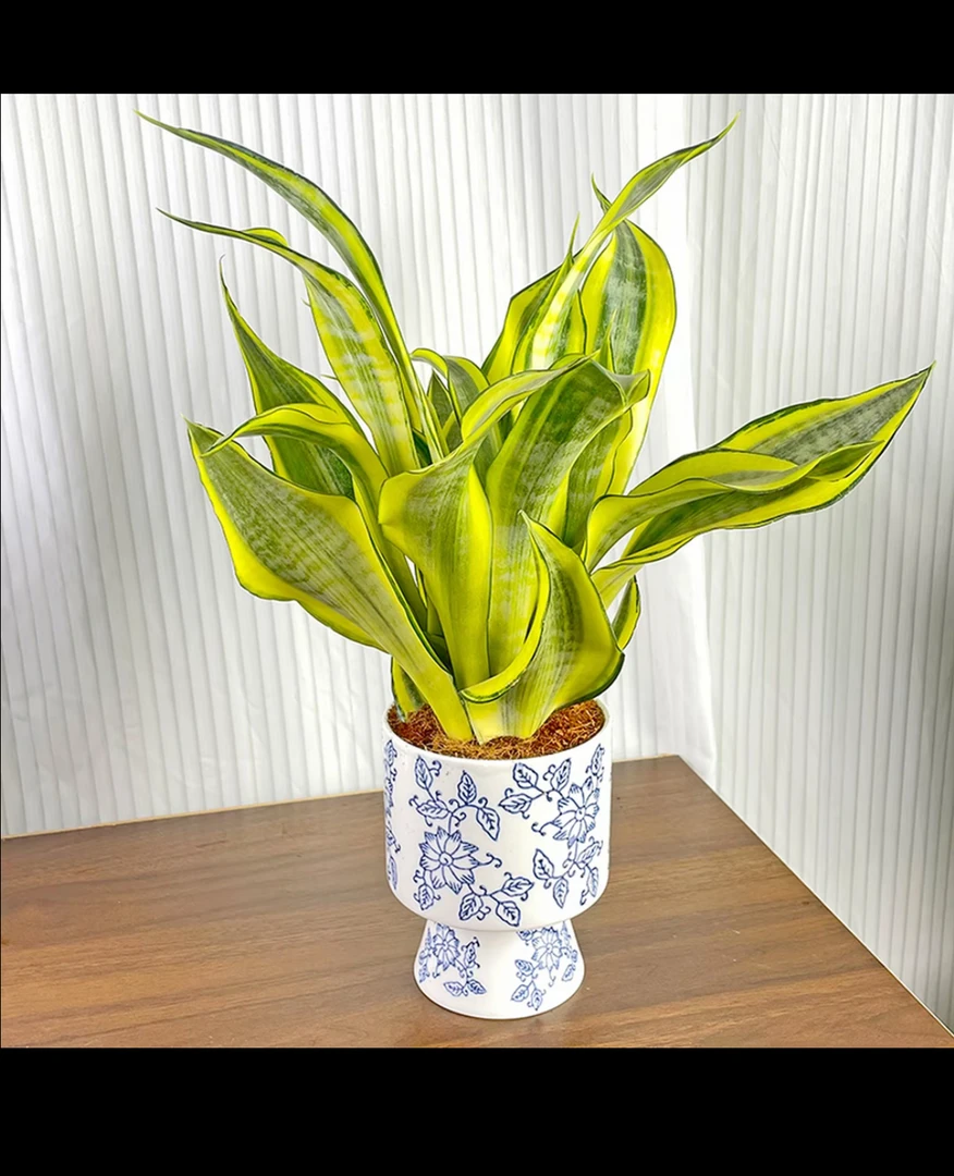 曲叶【水月兰】金灿灿妖娆迷人的虎皮兰客厅室内 净化空气盆栽植物