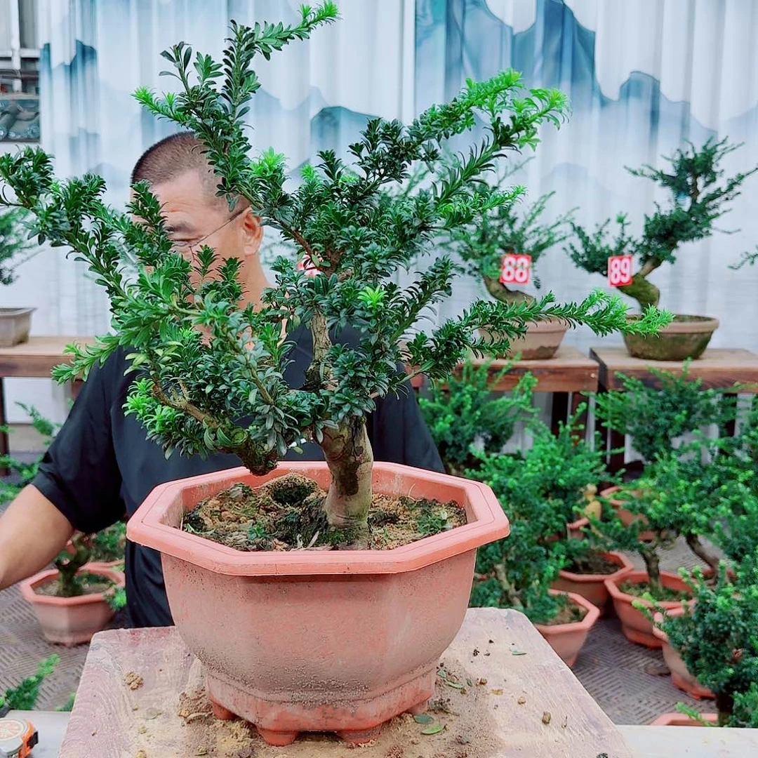 无花朵罗汉松yiwuyipw888