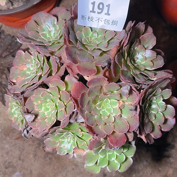 191水墨画多肉植物