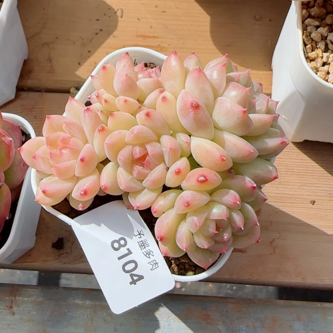 麦秆群，8104带盆发不包整