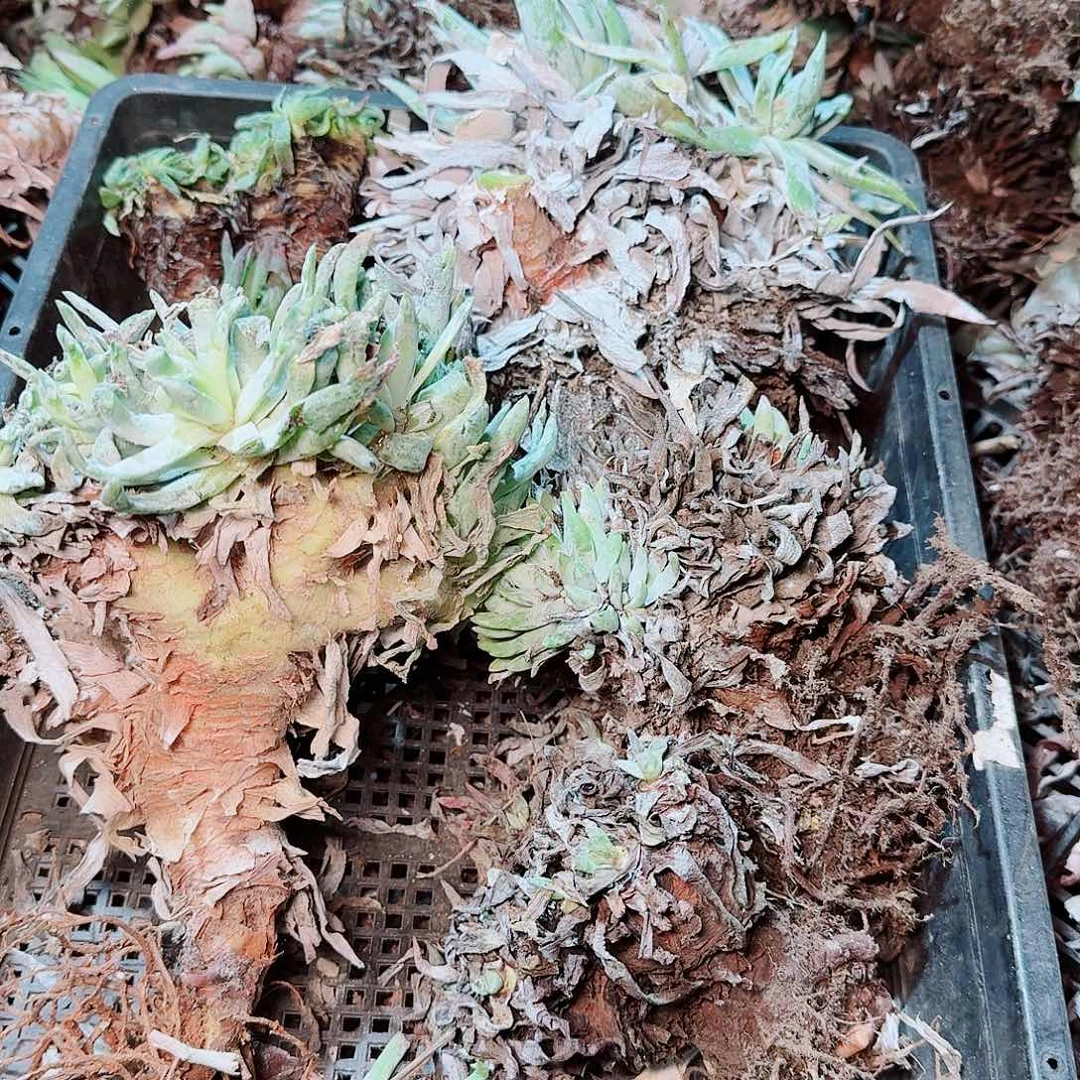 1785瑕疵框拍不售后