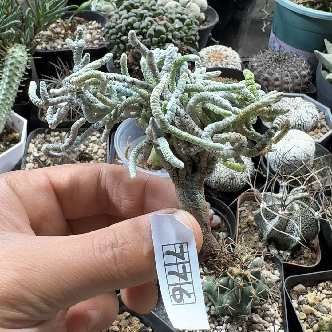 776银蚕实生脱土发货