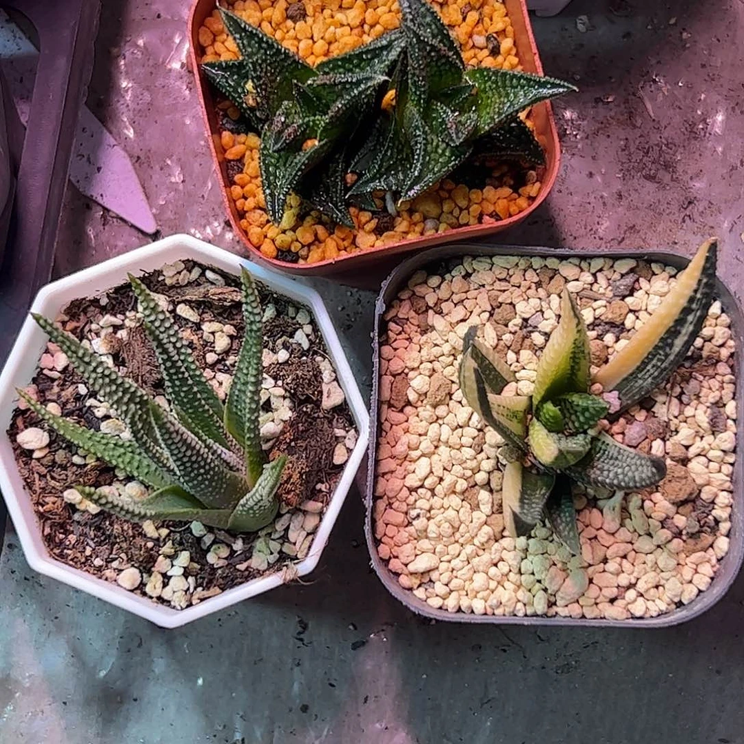 啊***~硬叶组合十二卷多肉植物