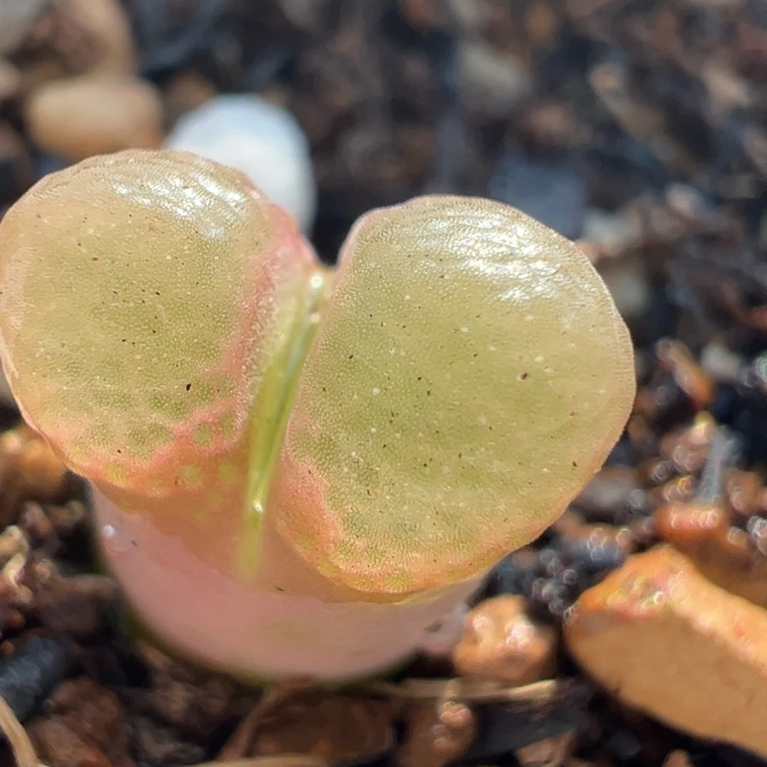 芭比多肉植物百科