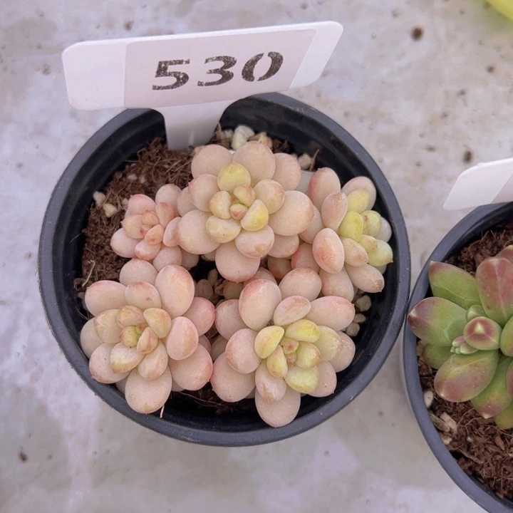 健健康康平平安安