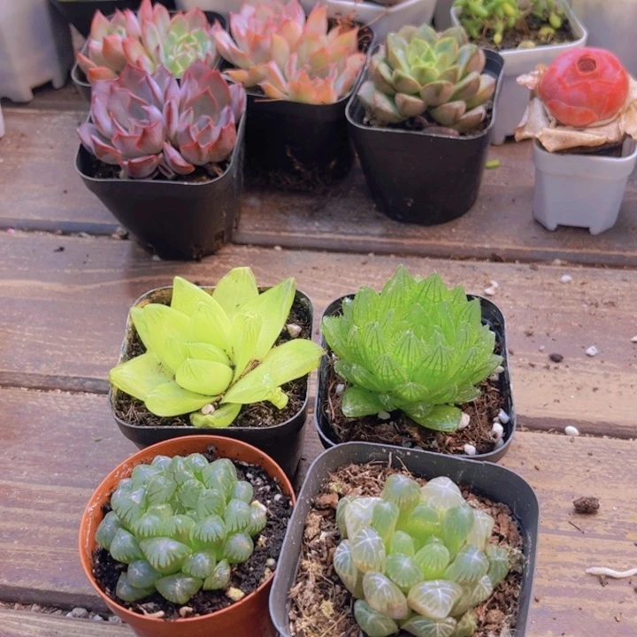 雨露套餐➕琥珀带盆土